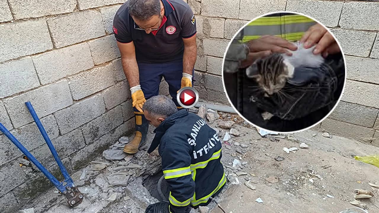Şanlıurfa'da Foseptik Çukuruna Düşen Kedi, Ekiplerce Tuvalet Kırılarak Çıkarıldı